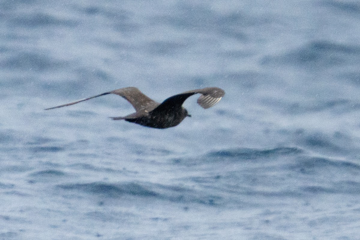 Schmarotzerraubmöwe - ML647340708