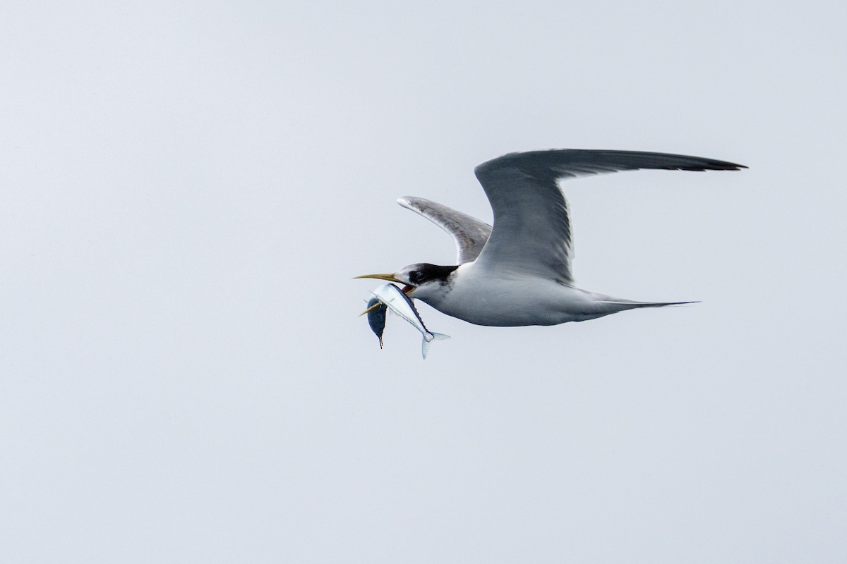 Eilseeschwalbe - ML647340709