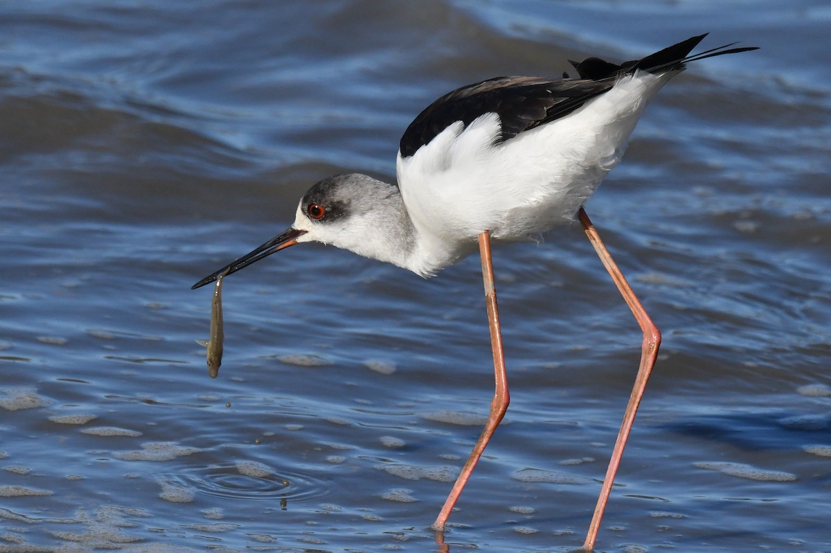 Stelzenläufer - ML647340713