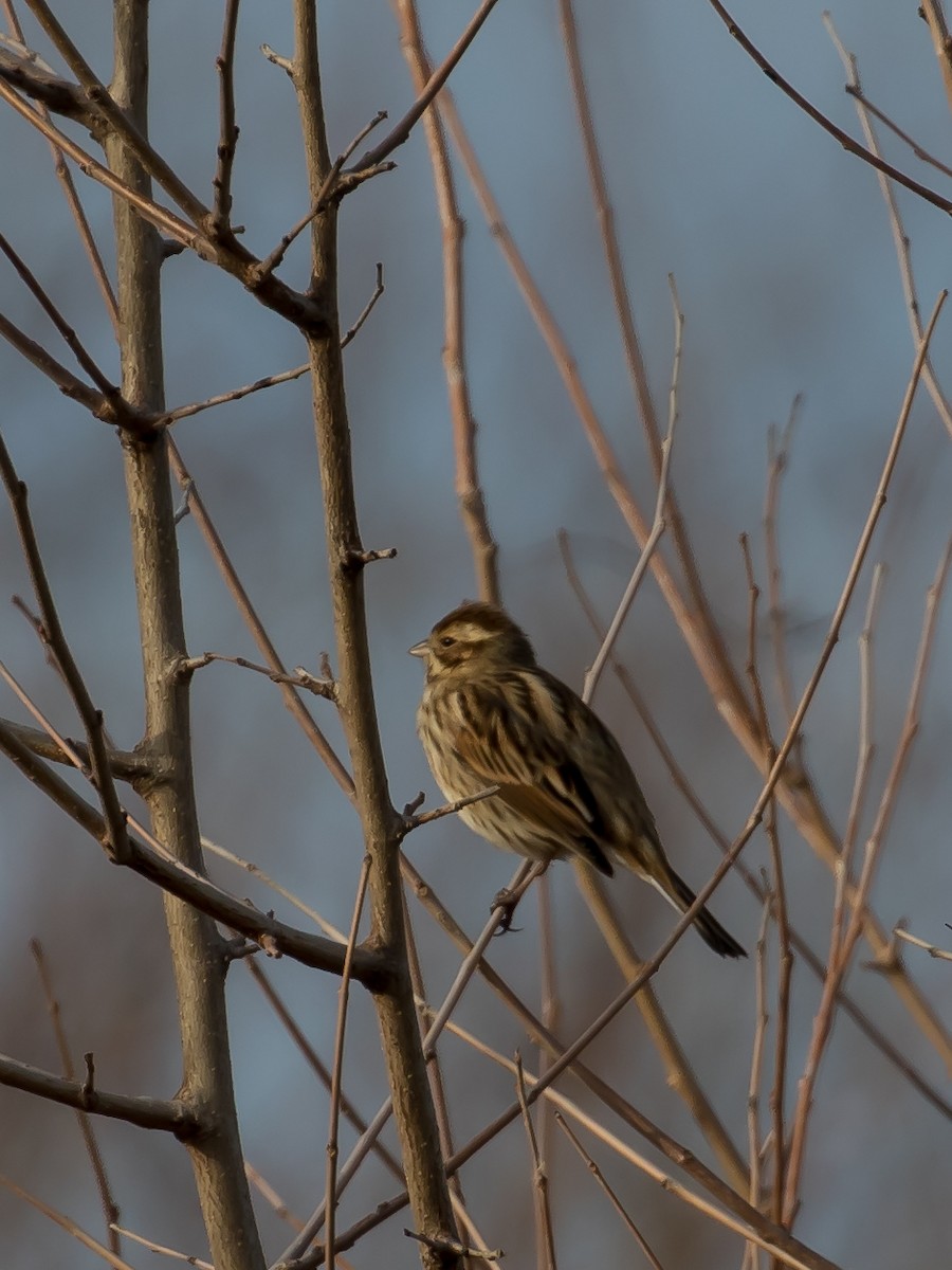 Rohrammer - ML647340714