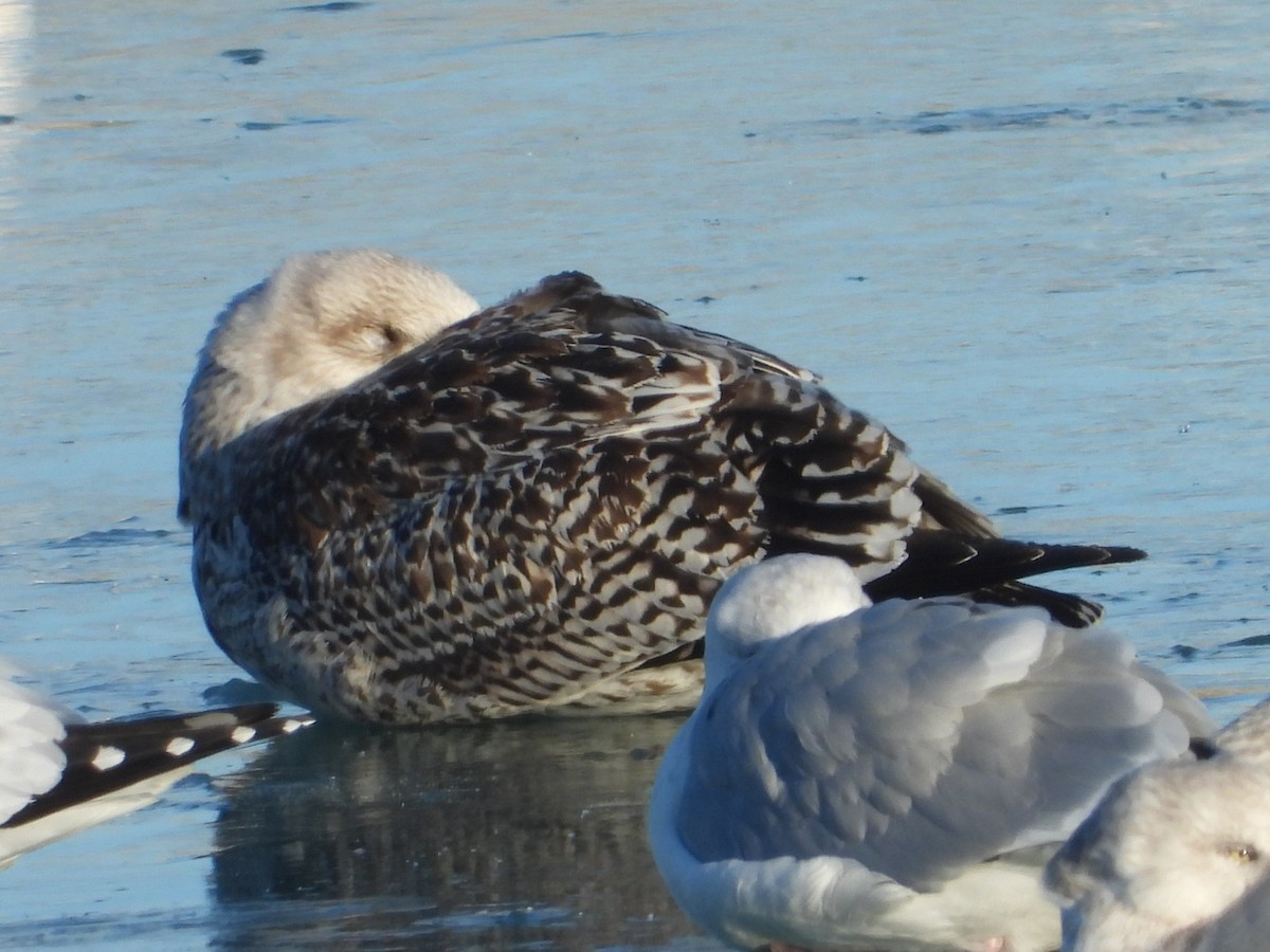 Mantelmöwe - ML647340719