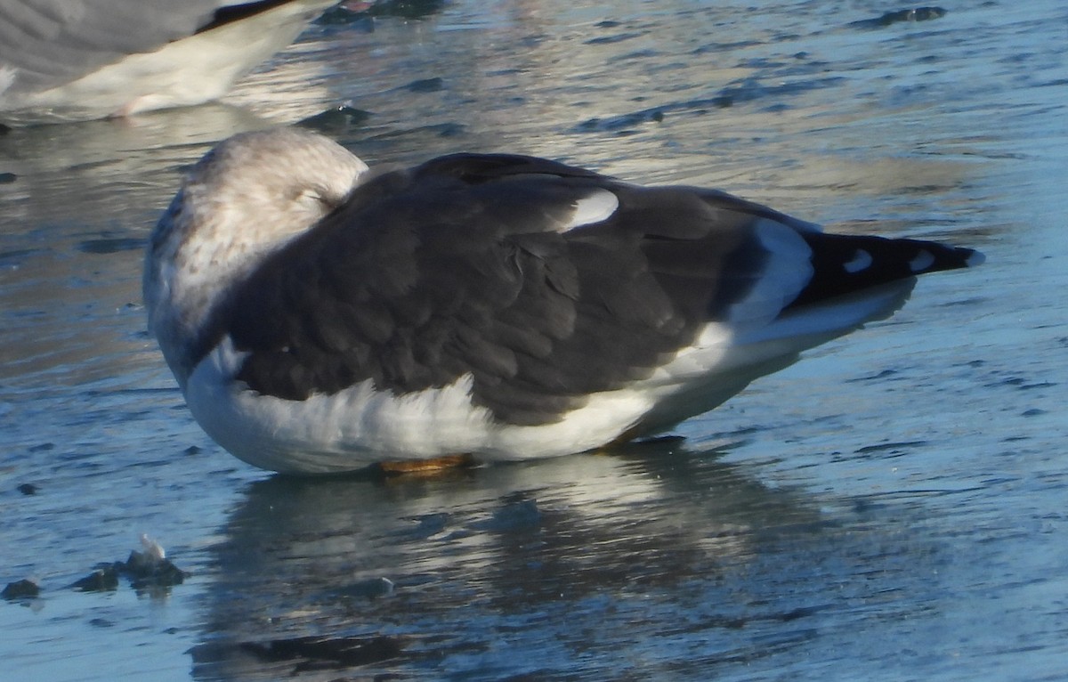 Heringsmöwe - ML647340722