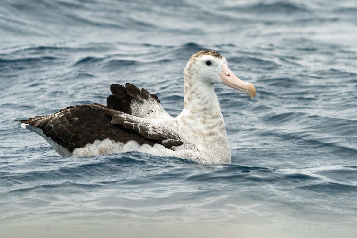 Antipodean Albatross (New Zealand) - ML647340738