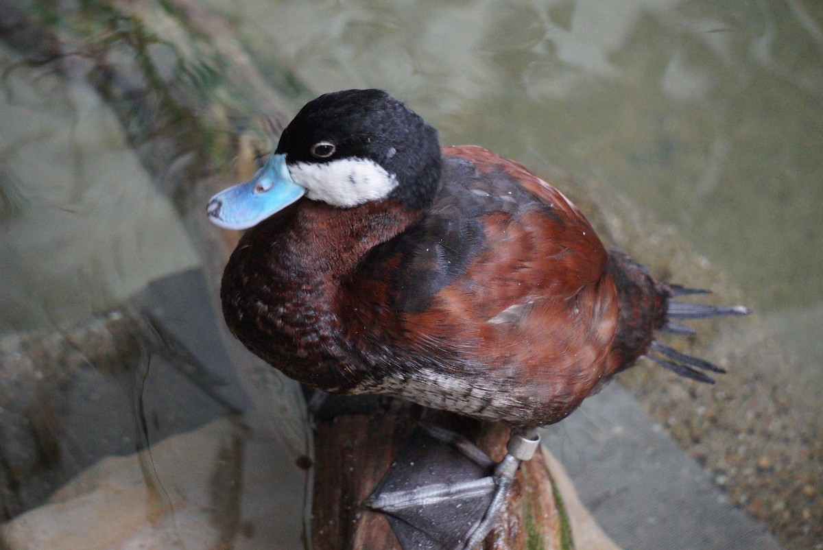 Ruddy Duck - ML647340739