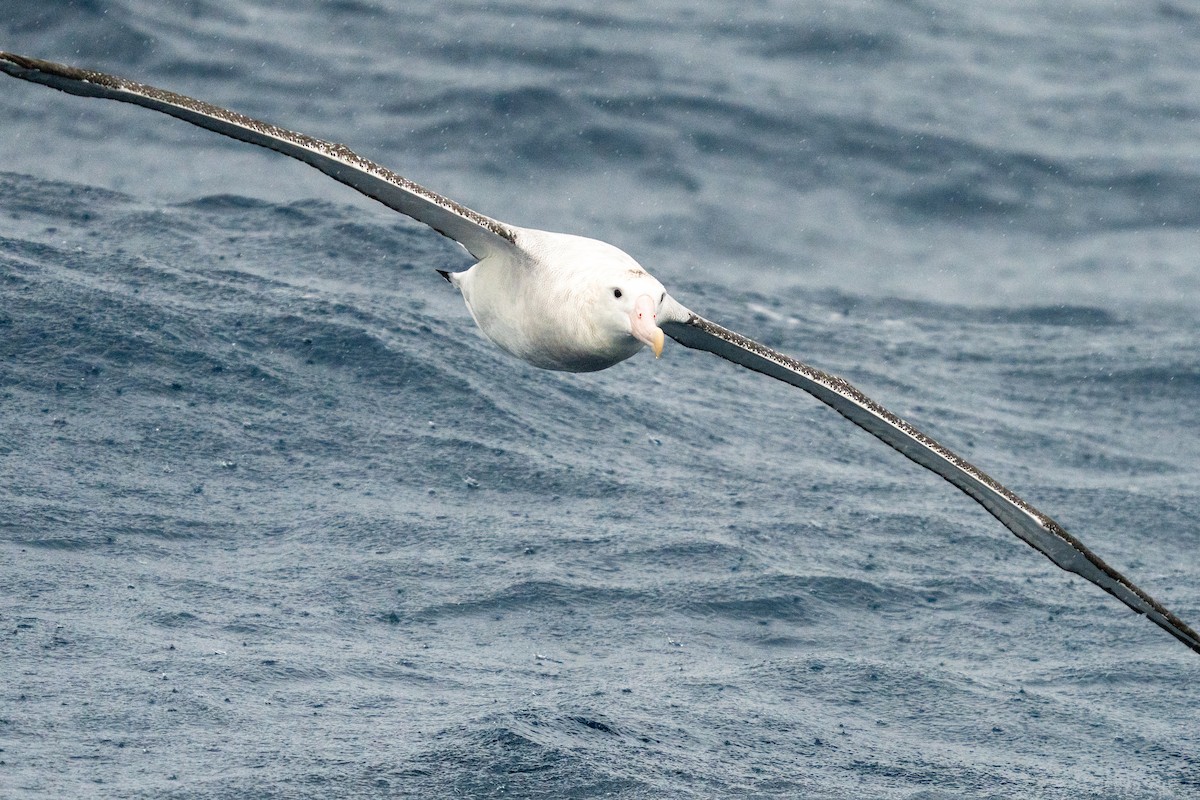Antipodean Albatross (Gibson's) - ML647340746