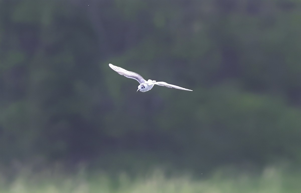 White-winged Tern - ML647340788