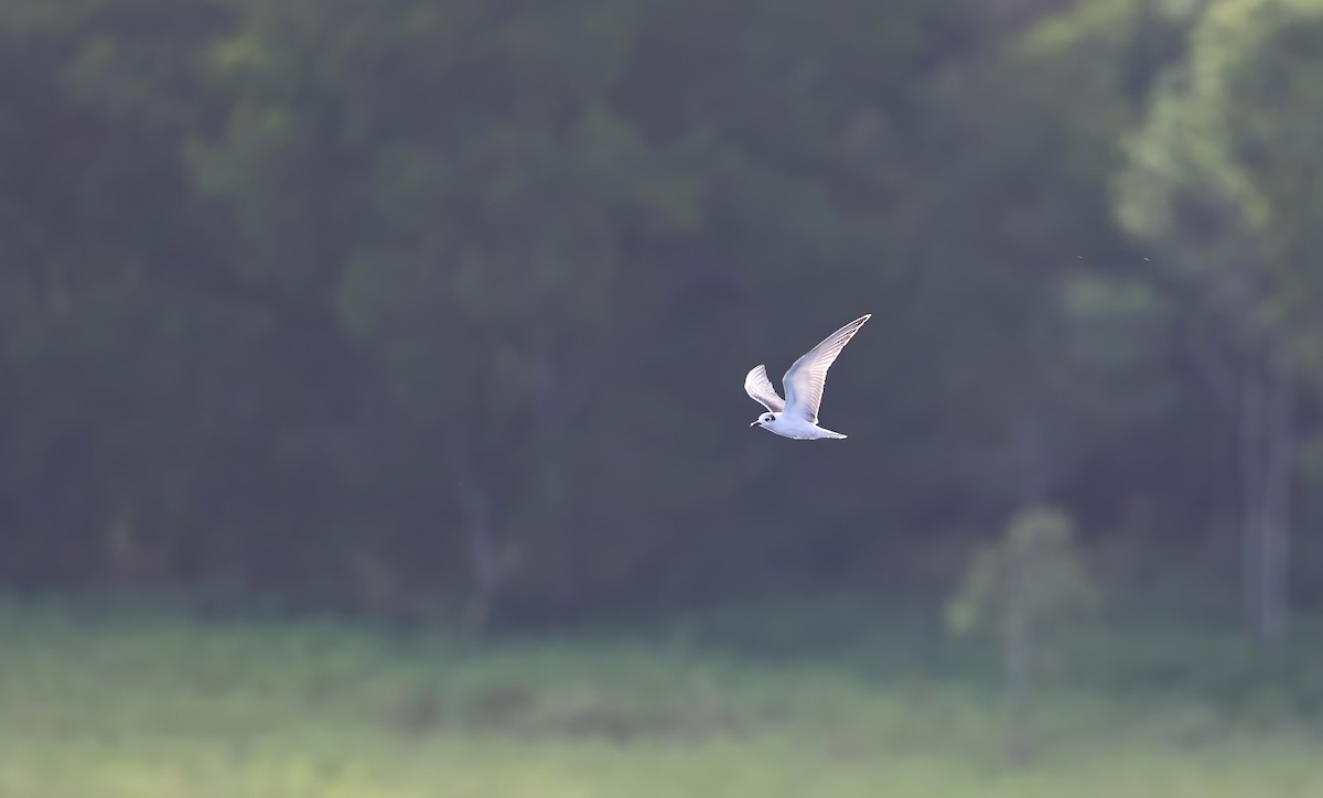 White-winged Tern - ML647340789