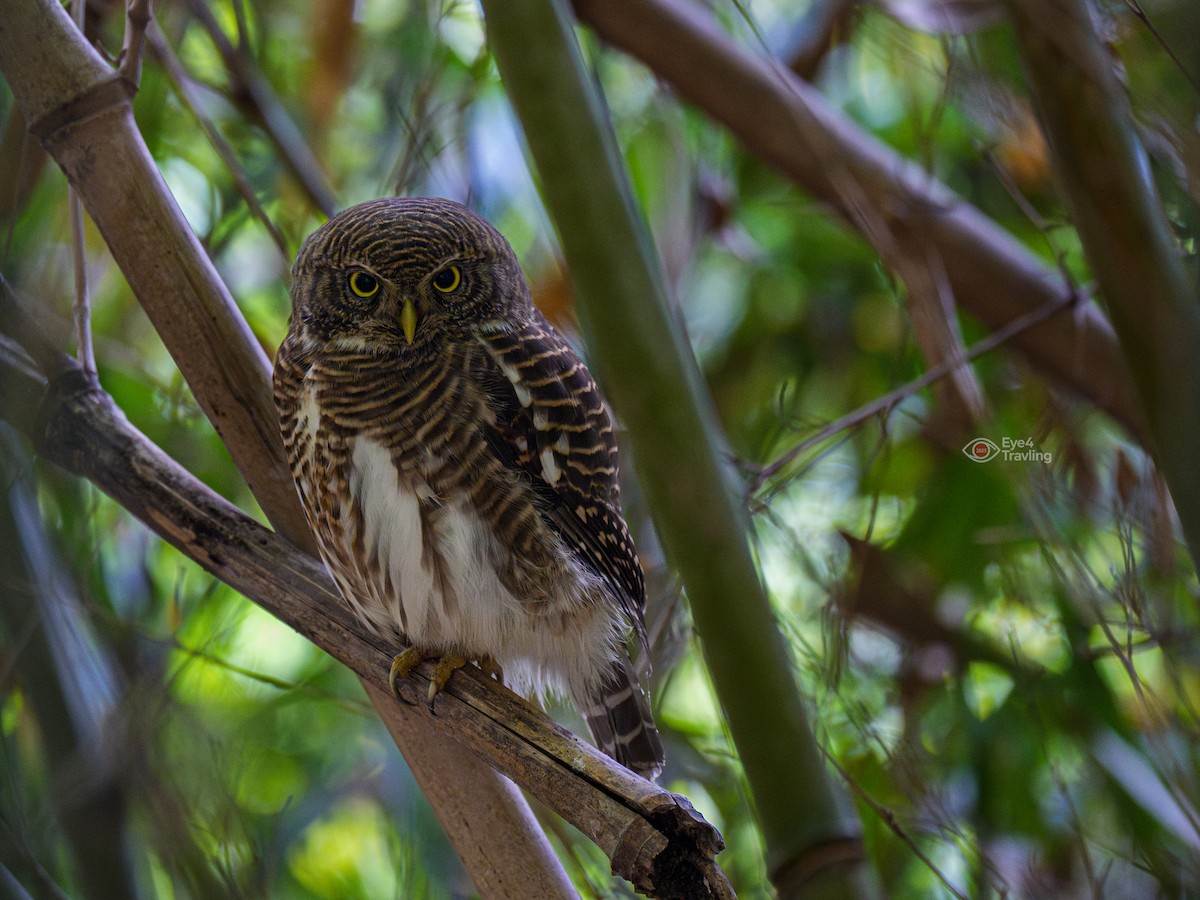 Asian Barred Owlet - ML647340798