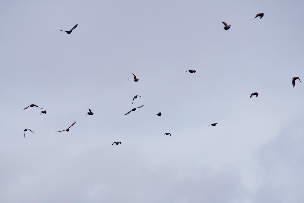 blackbird sp. - ML647340844