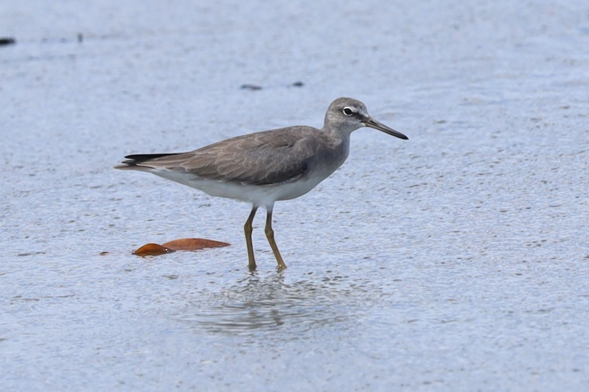 Playero Siberiano - ML647340854