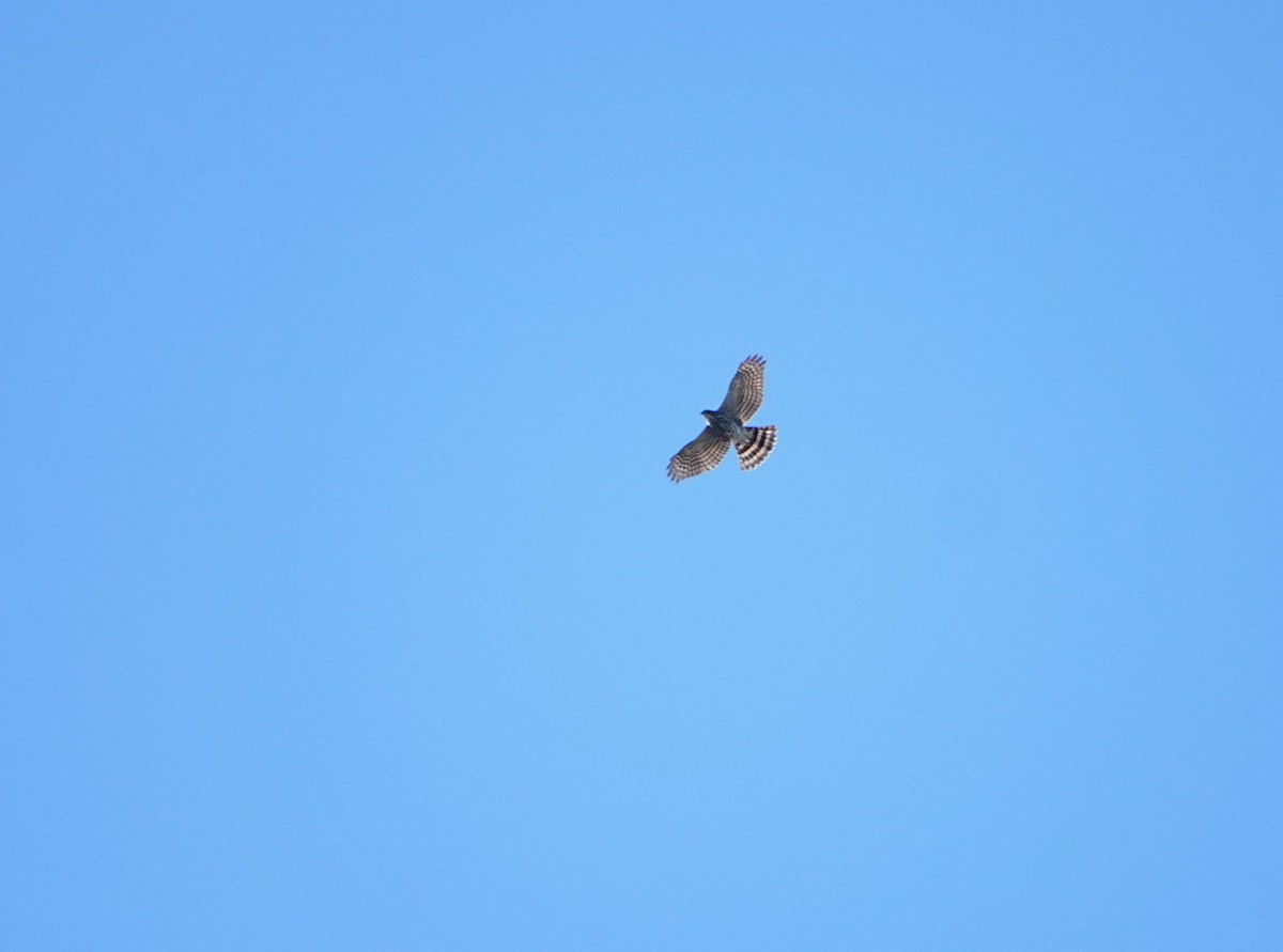 Индийский перепелятник - ML647340857