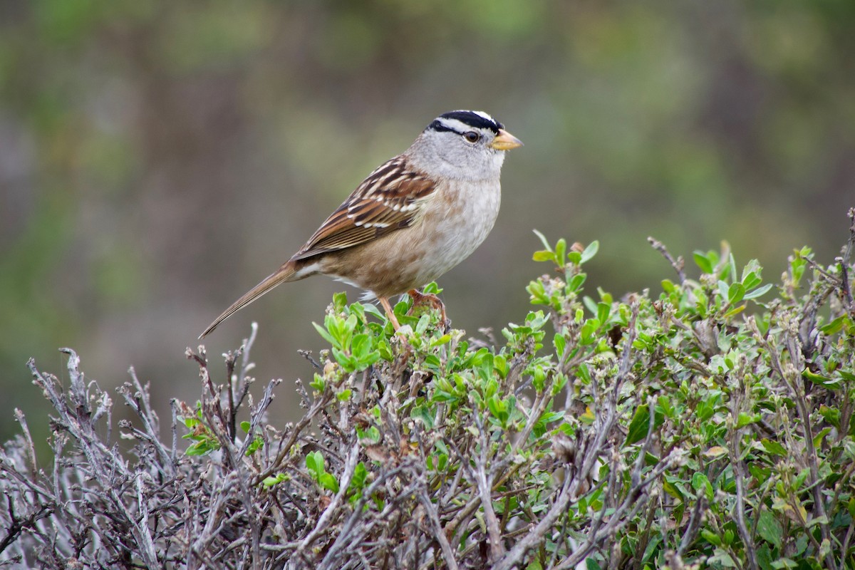 Porsuk Serçesi - ML647340877