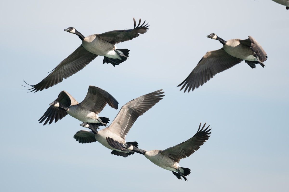 Branta kanadar handia - ML647340878