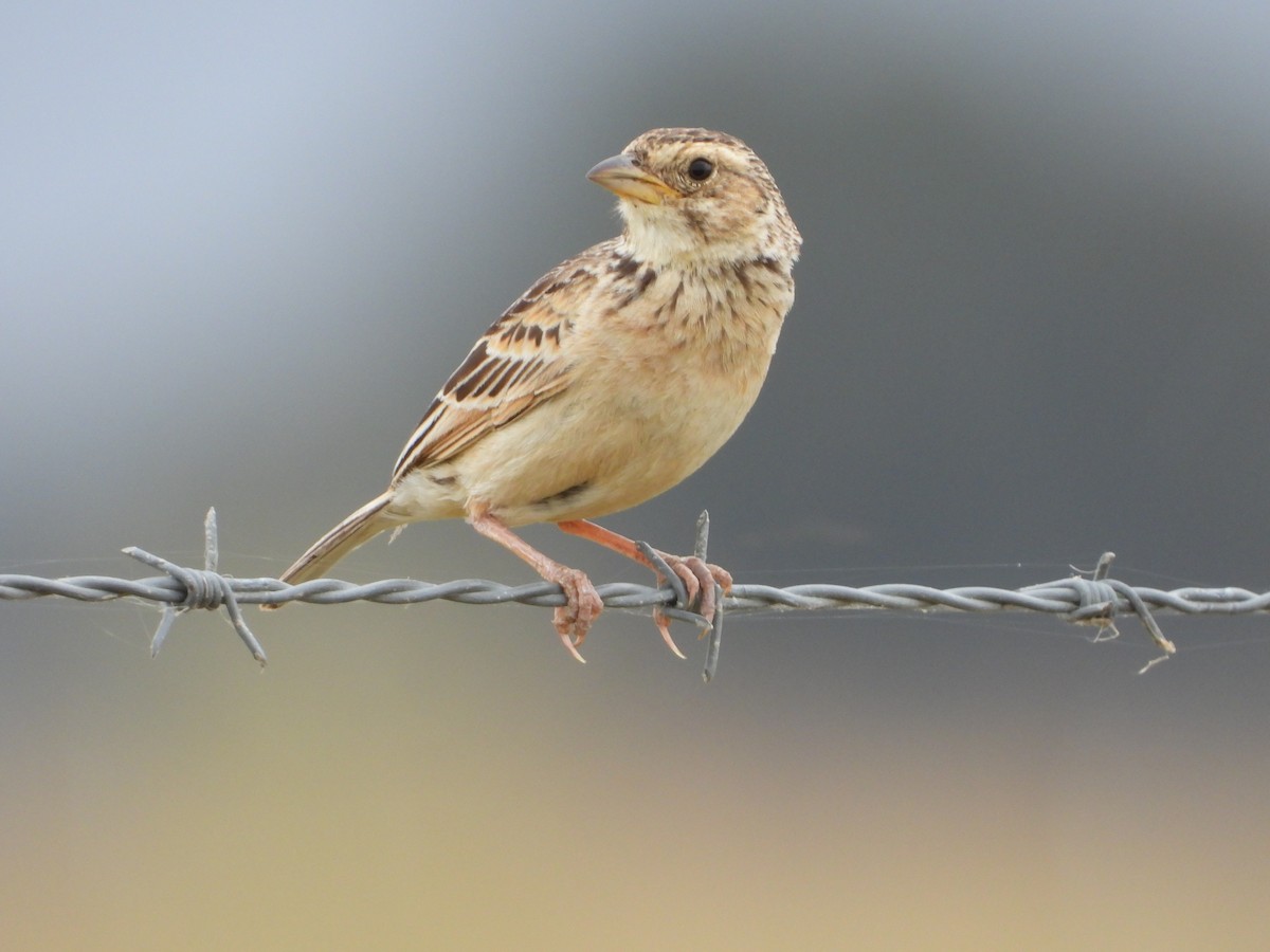 savannelerke - ML647340884