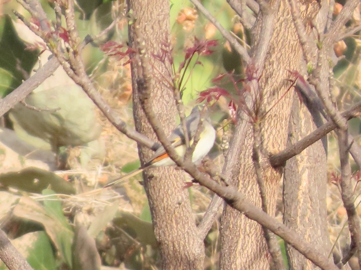 Zwergmennigvogel - ML647340888