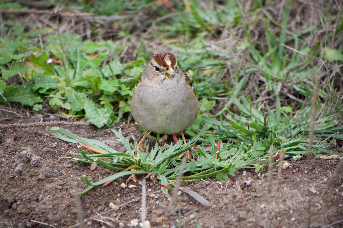 Porsuk Serçesi - ML647340889