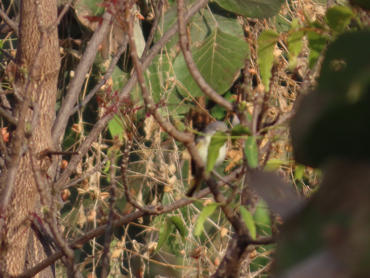 Zwergmennigvogel - ML647340890