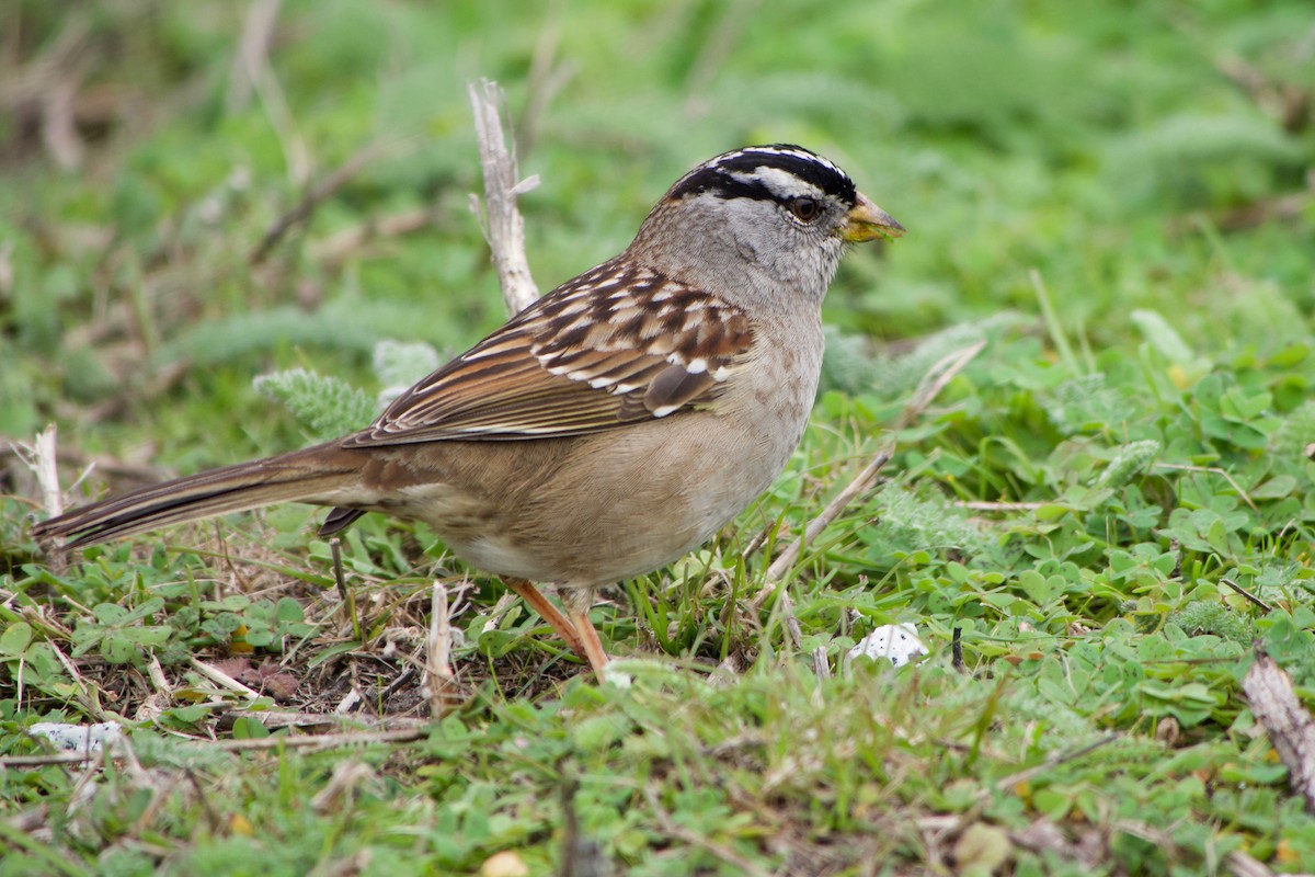 Porsuk Serçesi - ML647340907