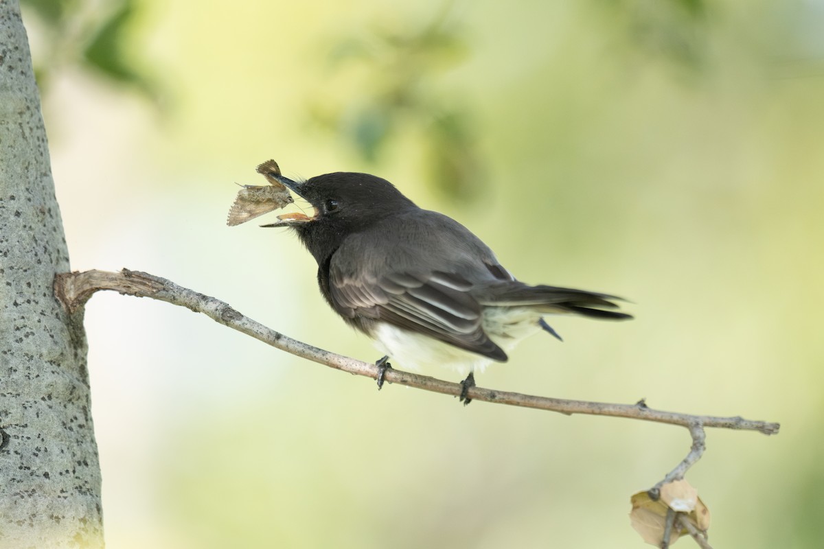 Black Phoebe - ML647340915