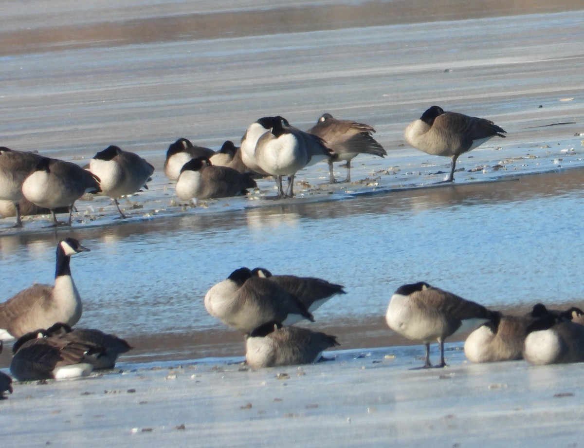 Branta kanadar handia - ML647340928