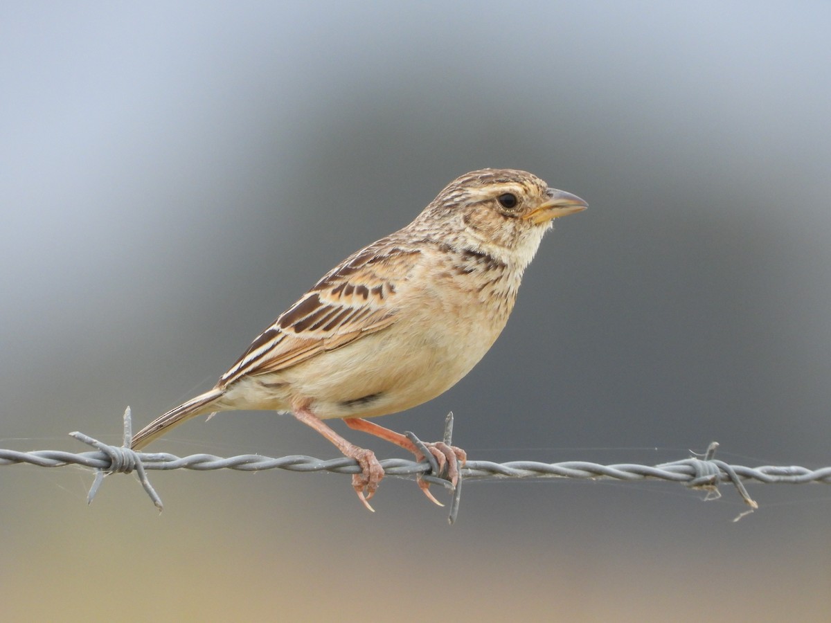 Alouette de Java - ML647340986