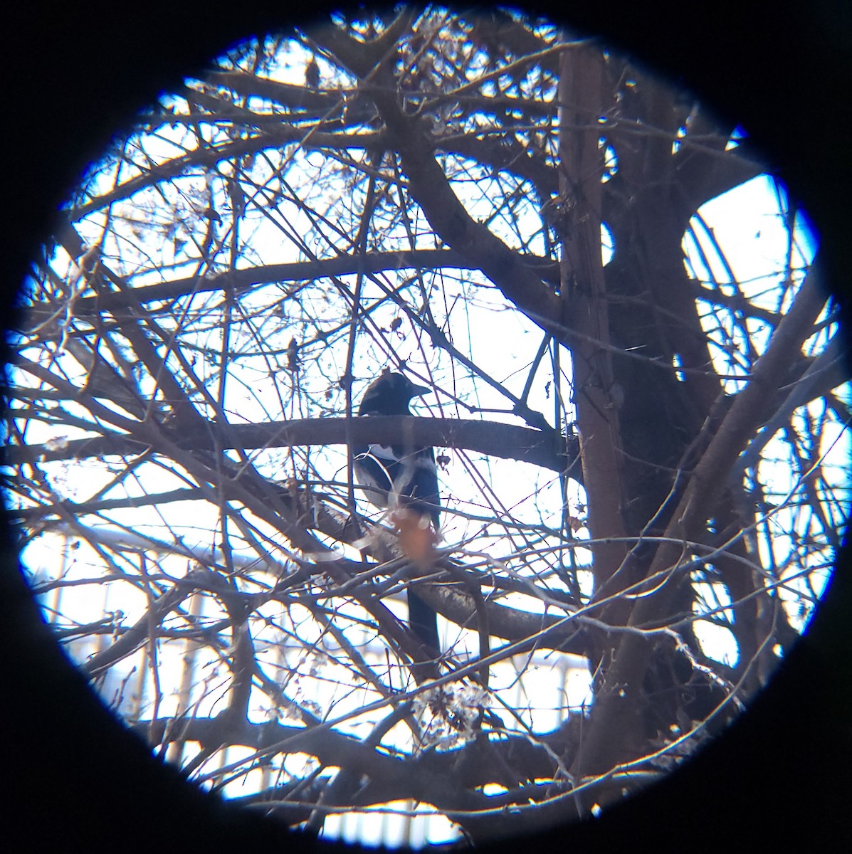 orientskjære - ML647340998