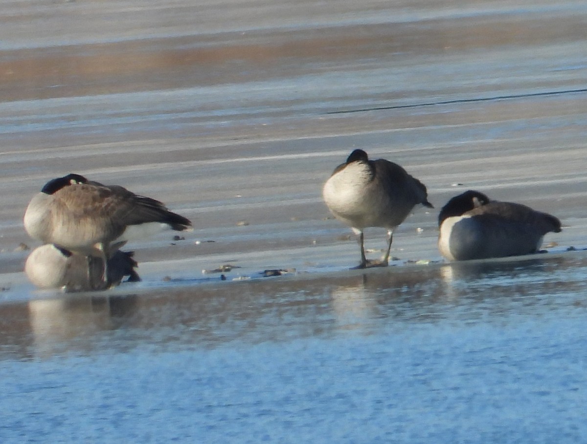 Branta kanadar handia - ML647341008