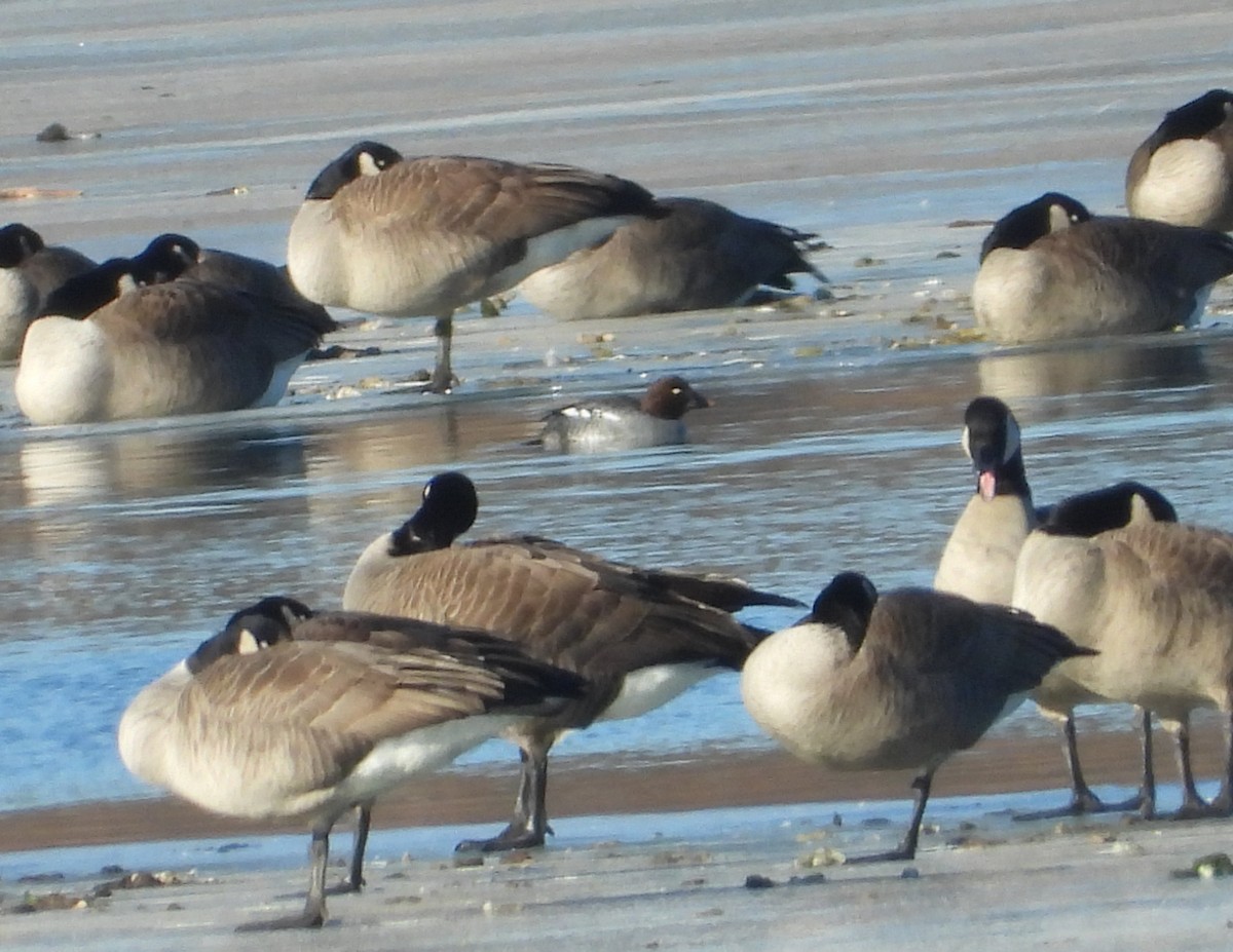 Branta kanadar handia - ML647341009