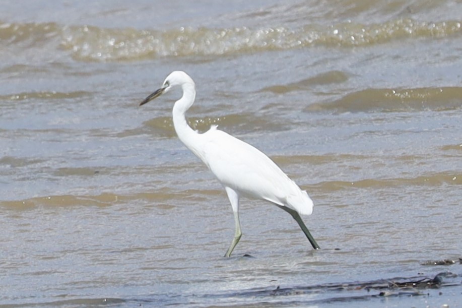 Swinhoe Ak Balıkçılı - ML647341011