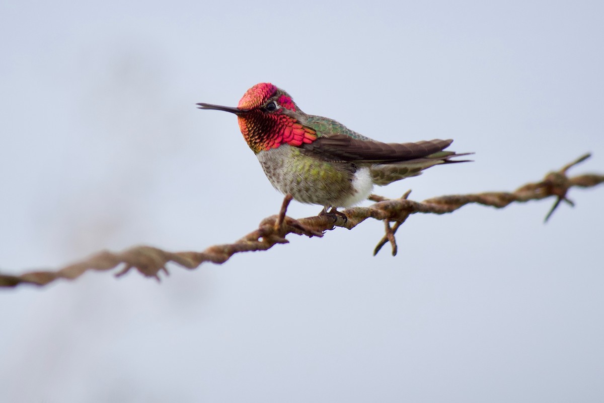 Colibri d'Anna - ML647341015