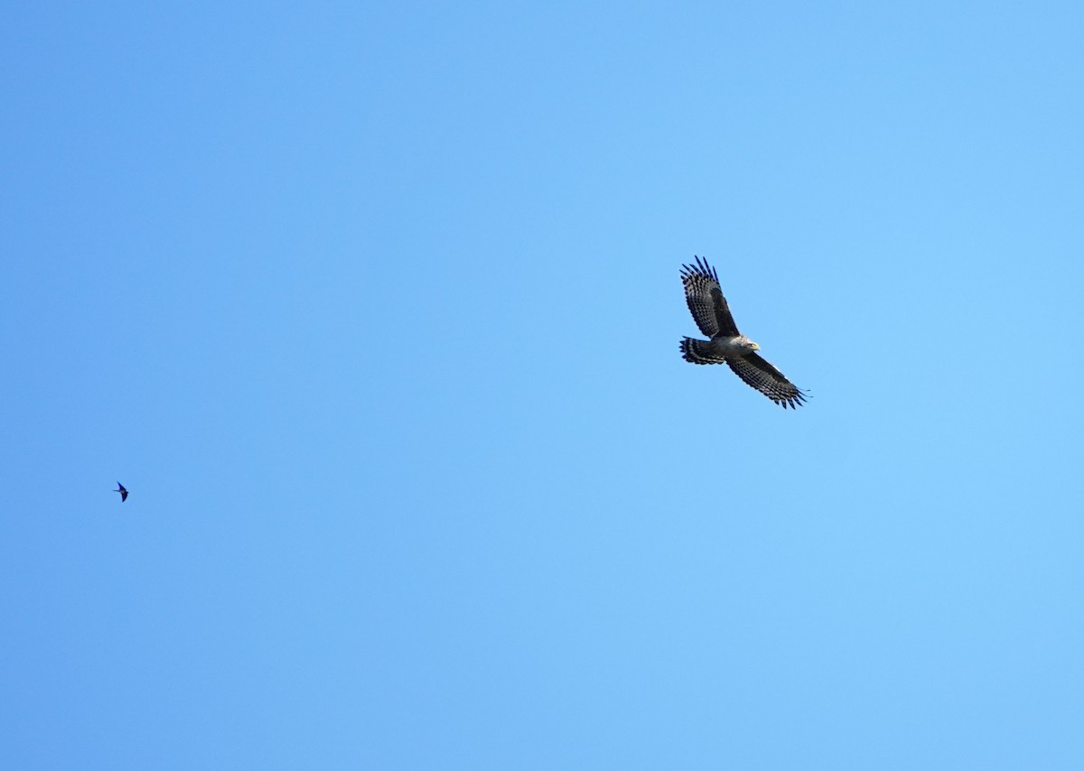 Serpentaire bacha (groupe cheela) - ML647341016