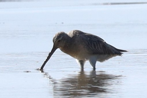 Bécassin d'Asie - ML647341017