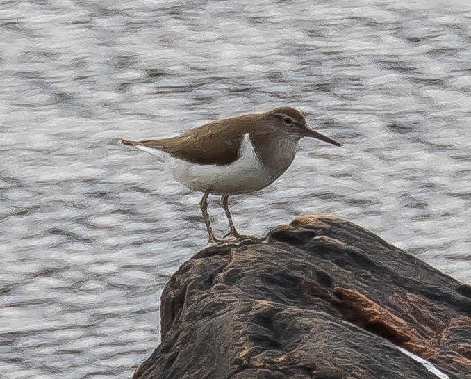 Chevalier sylvain - ML647341018