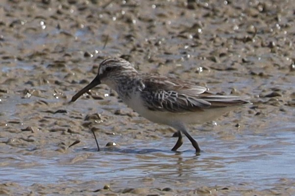 Bécasseau falcinelle - ML647341020