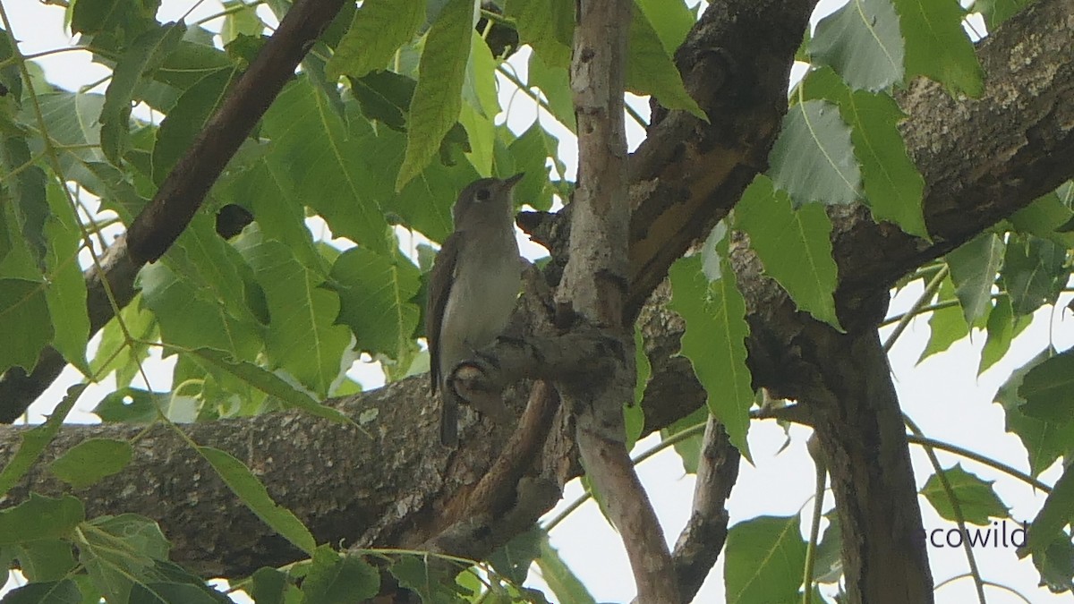 Gobemouche brun - ML647341021