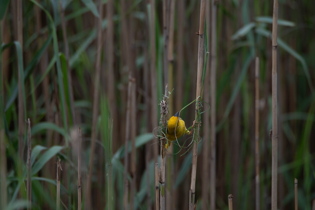 Tisserin jaune - ML647341022