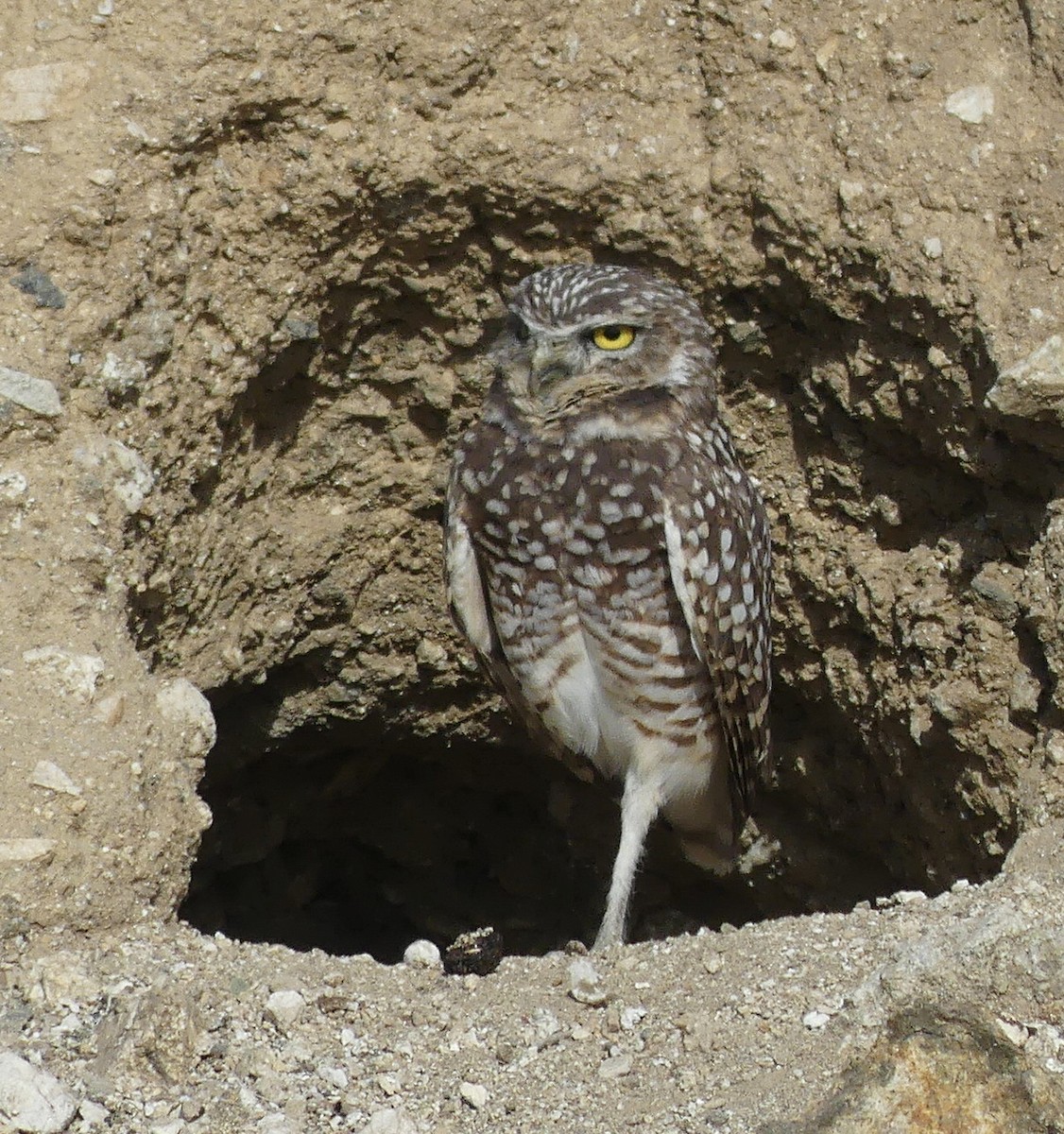 Chevêche des terriers - ML647341023