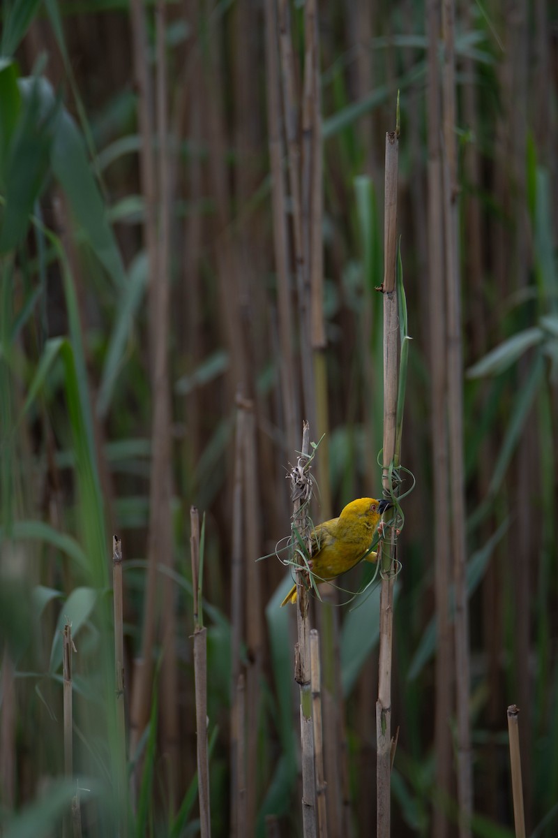 Tisserin jaune - ML647341024