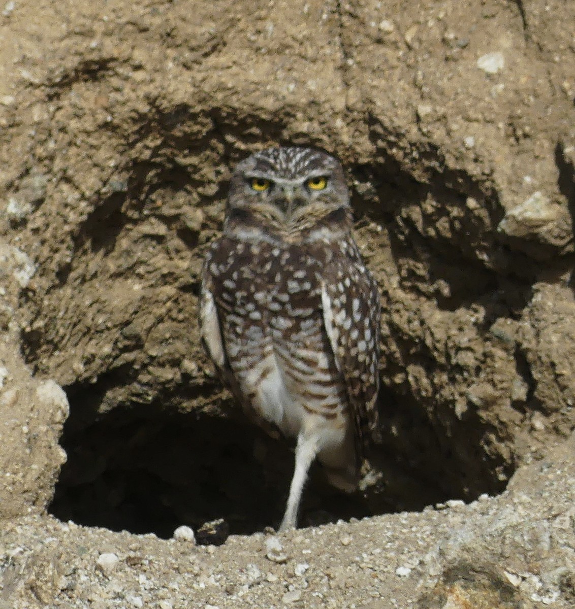 Chevêche des terriers - ML647341025