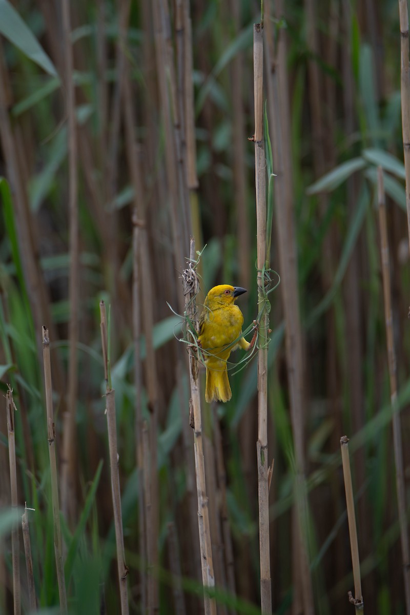 Tisserin jaune - ML647341026