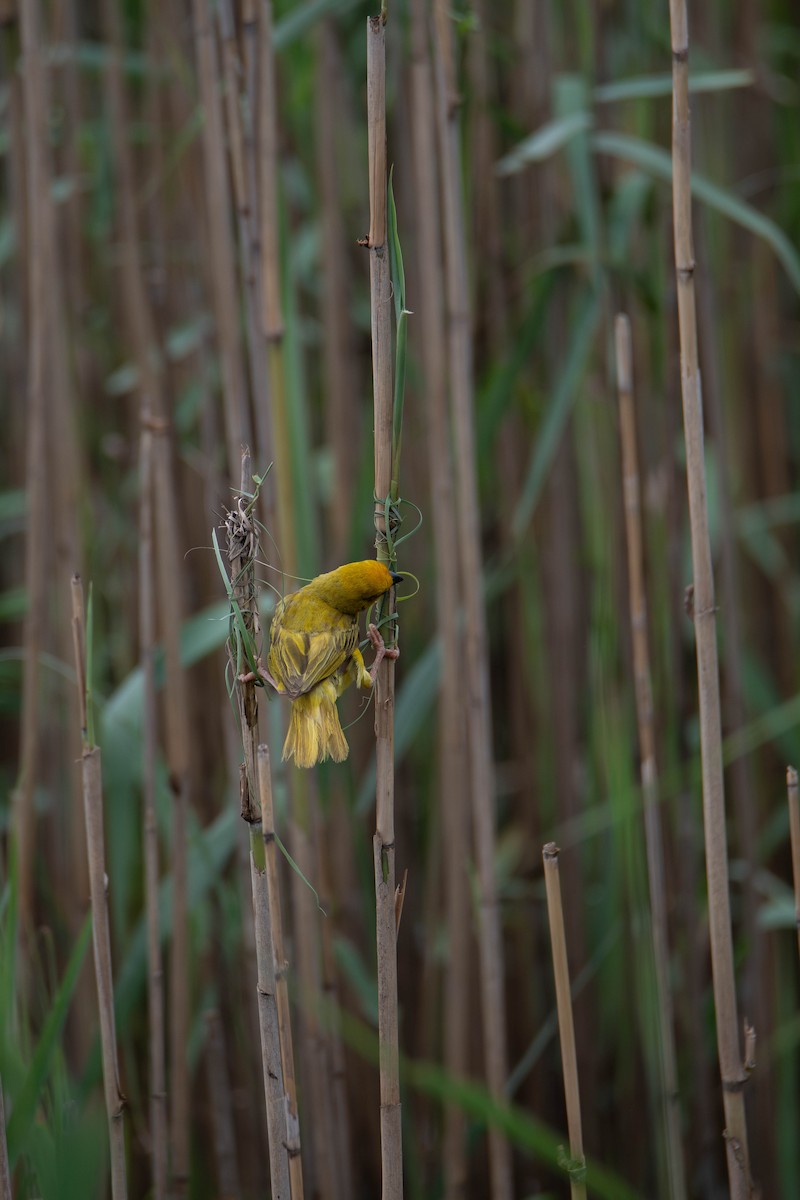 Tisserin jaune - ML647341027