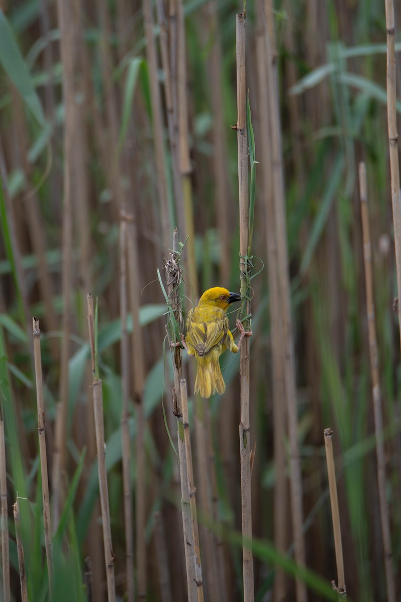 Tisserin jaune - ML647341028