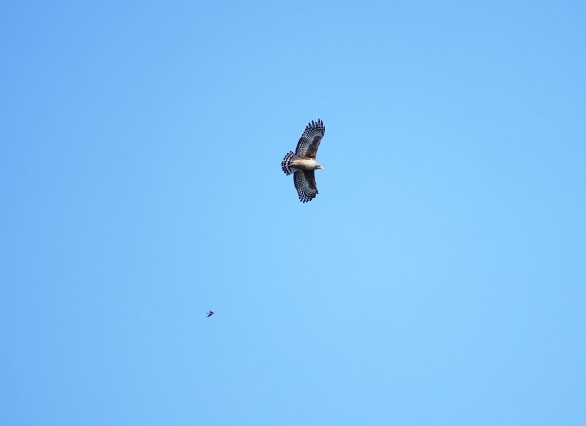 Serpentaire bacha (groupe cheela) - ML647341029