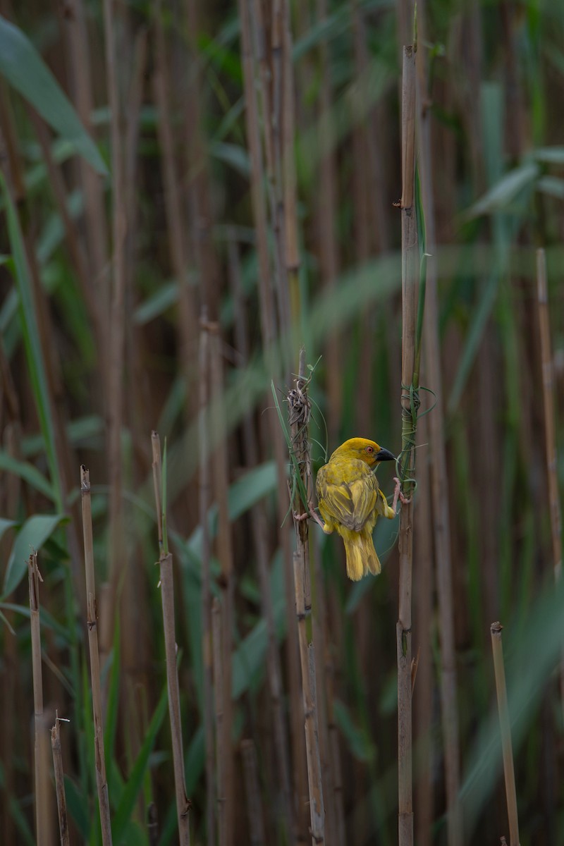 Tisserin jaune - ML647341031