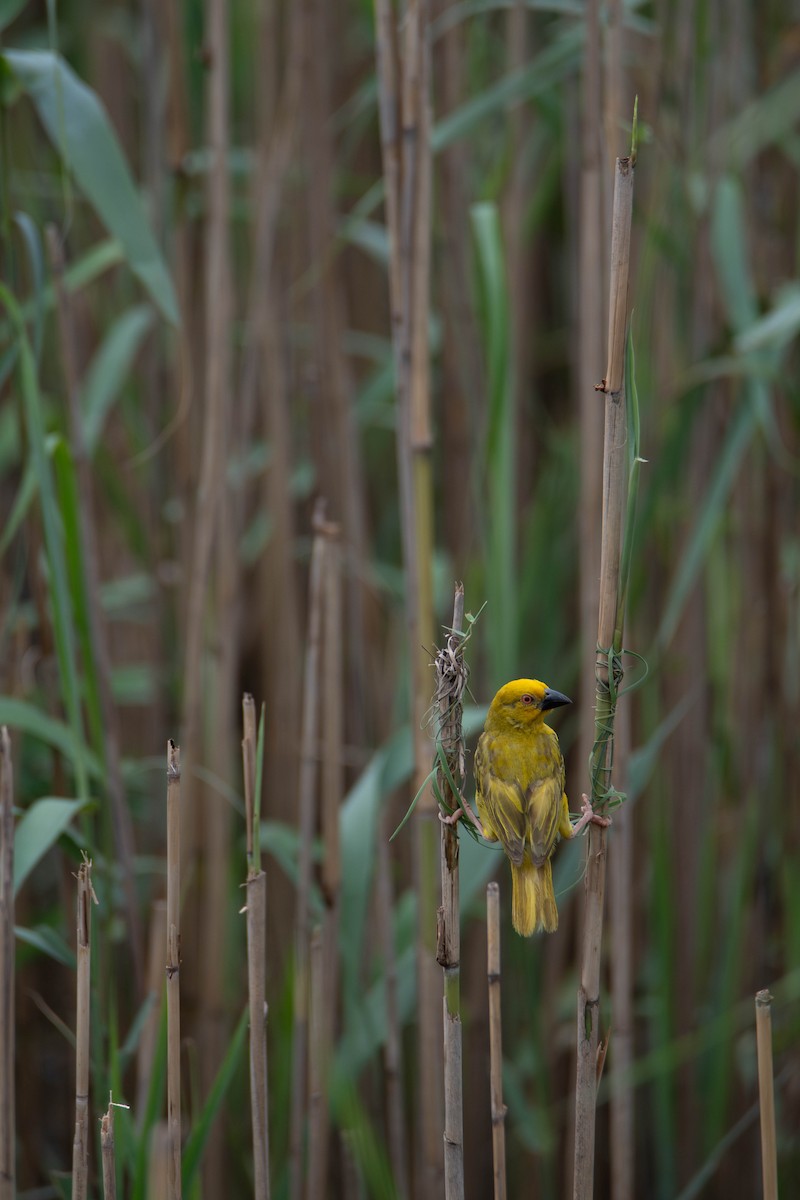 Tisserin jaune - ML647341033