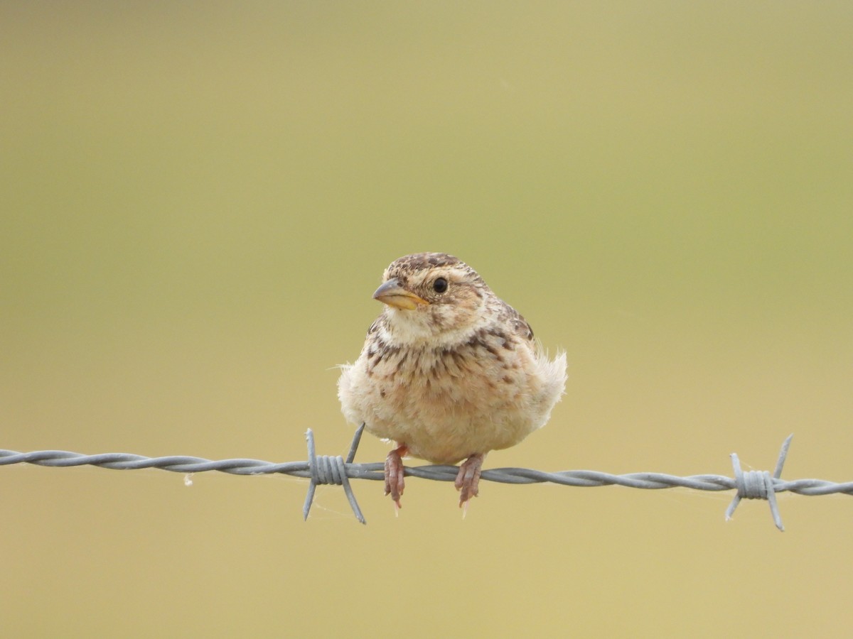 savannelerke - ML647341034