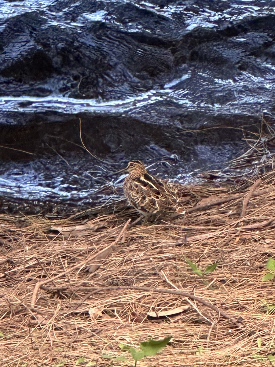 Bécassine du Japon - ML647341035