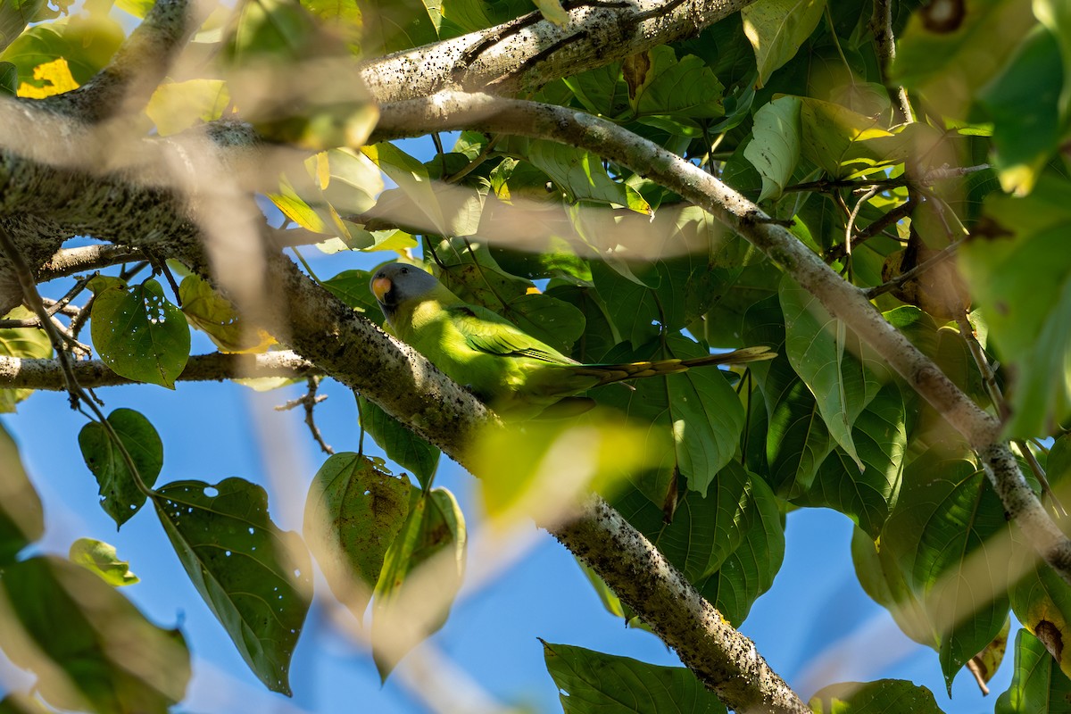 Perruche à tête rose - ML647341040