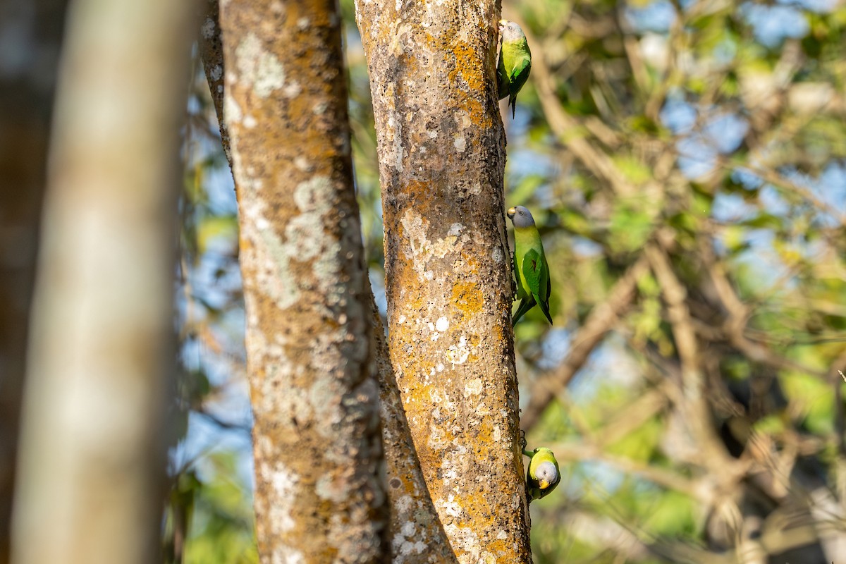 Perruche à tête rose - ML647341041