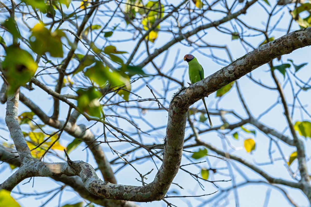 Perruche à tête rose - ML647341042